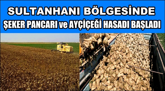 SULTANHANI BÖLGESİNDE ŞEKER PANCARI ve AYÇİÇEĞİ HASADI BAŞLADI