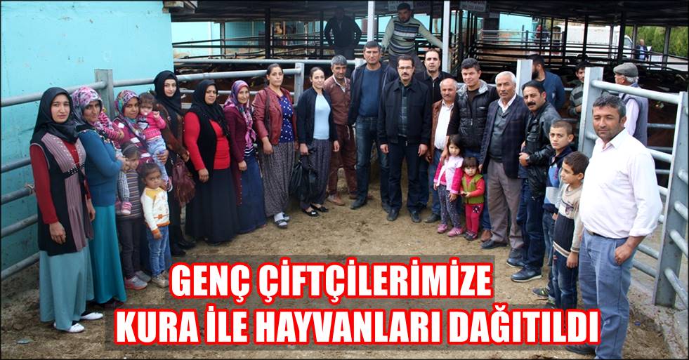 GENÇ ÇİFTÇİLERİMİZE KURA İLE HAYVANLARI DAĞITILDI