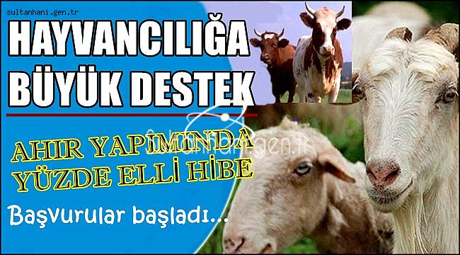 HAYVANCILIĞA BÜYÜK DESTEK AHIR YAPIMINDA YÜZDE ELLİ HİBE