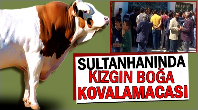 SULTANHANINDA KIZGIN BOĞA KOVALAMACASI