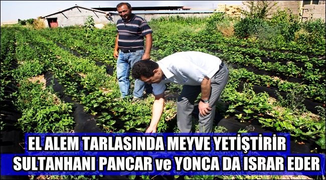 EL ALEM TARLASINDA MEYVE YETİŞTİRİR BİZ PANCAR ve YONCA DA ISRAR EDERİZ