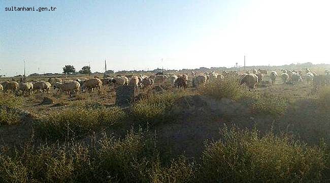 ESKİL DEKİ TARİHİ MEZARLIKTA KOYUNLAR OTLUYOR!