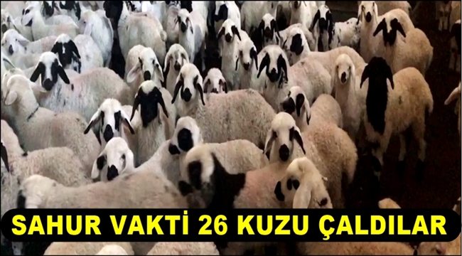 ESKİL&#039;DE SAHUR VAKTİ 26 KUZU ÇALDILAR