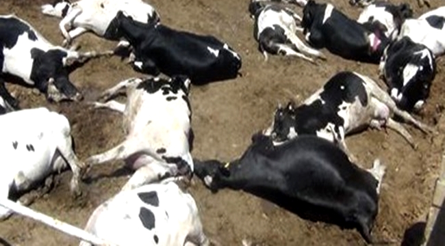 ESKİL&#039;DE ZİRAİ İLAÇTAN 7 BÜYÜKBAŞ TELEF OLDU