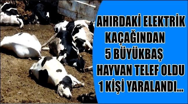 ESKİL İLÇESİNDE ELEKTRİK KAÇAĞINDAN 5 BÜYÜKBAŞ HAYVAN TELEF OLDU 1 KİŞİ&#039;DE YARALANDI