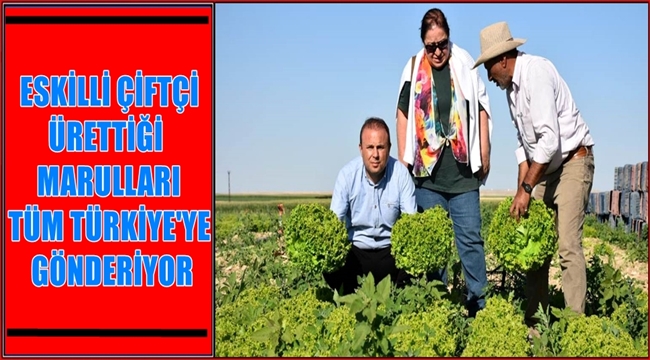 ESKİLLİ ÇİFTÇİ ÜRETTİĞİ MARULLARI TÜM TÜRKİYE&#039;YE GÖNDERİYOR