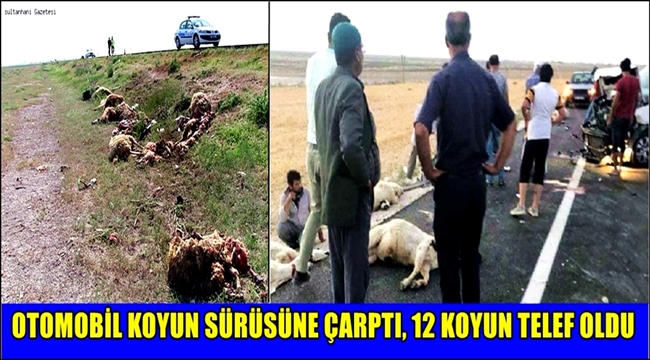 ESKİL YOLUNDA OTOMOBİL KOYUN SÜRÜSÜNE ÇARPTI 12 KOYUN TELEF OLDU