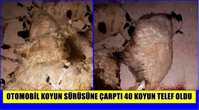 ESKİL İLÇESİNDEKİ KAZADA 40 KOYUN TELEF OLDU