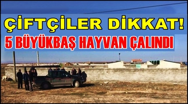 ÇİFTÇİLER DİKKAT! 5 BÜYÜKBAŞ HAYVAN ÇALINDI