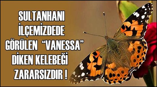 SULTANHANI İLÇEMİZDEDE GÖRÜLEN  “VANESSA” DİKEN KELEBEĞİ ZARARSIZDIR