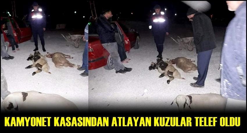 ESKİL İLÇESİNDE KAMYONET KASASINDAN ATLAYAN KUZULAR TELEF OLDU