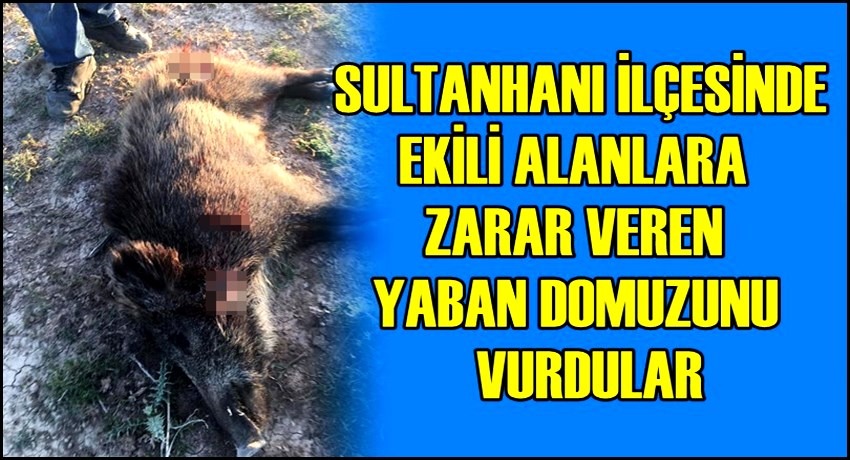 SULTANHANI İLÇESİNDE EKİLİ ALANLARA ZARAR VEREN YABAN DOMUZUNU VURDULAR