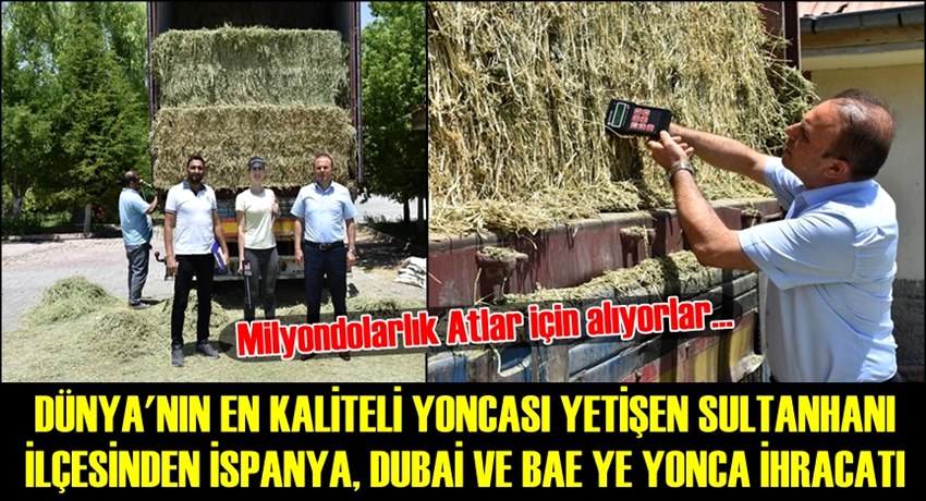 DÜNYA&#039;NIN EN KALİTELİ YONCASI YETİŞEN SULTANHANI İLÇESİNDEN İSPANYA, DUBAİ VE BAE YE YONCA İHRACATI
