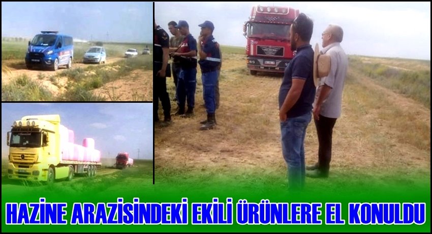 ESKİL İLÇESİNDE ÖRNEK UYGULAMA! HAZİNE ARAZİSİNDEKİ EKİLİ ÜRÜNLERE EL KONULDU
