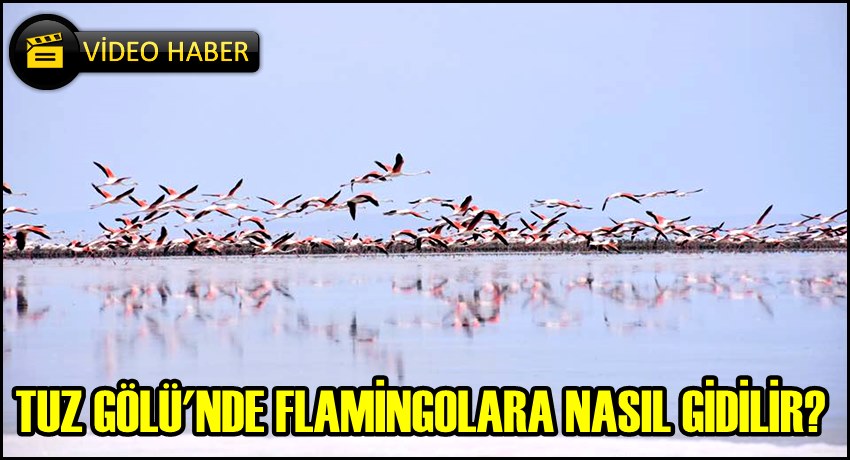 TUZ GÖLÜ&#039;NDE FLAMİNGOLARA NASIL GİDİLİR? (Videolu Anlatım)