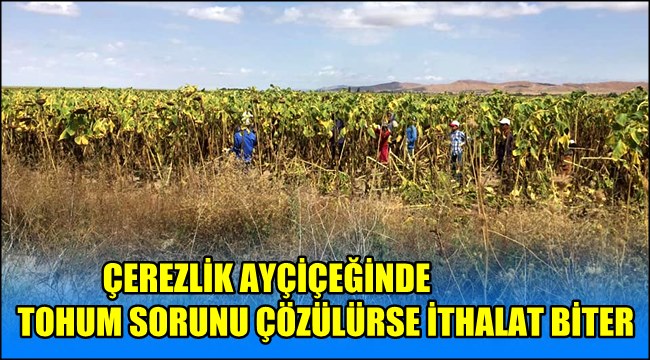EMİN KOÇAK &#039;ÇEREZLİK AYÇİÇEĞİNDE TOHUM SORUNU ÇÖZÜLÜRSE İTHALAT BİTER&#039;