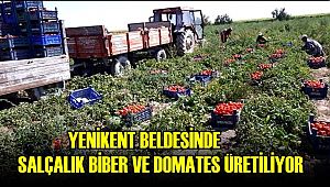 YENİKENT BELDESİNDE SALÇALIK BİBER VE DOMATES ÜRETİLİYOR
