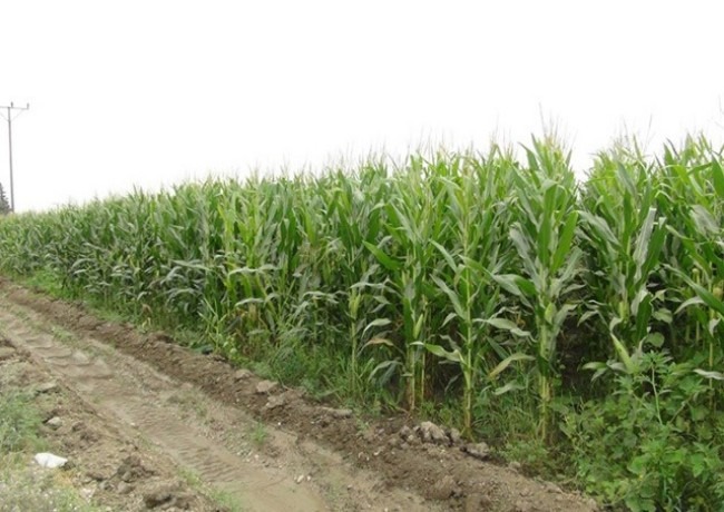 İKİNCİ ÜRÜN EKİMİNE DUR DENİLMELİ!