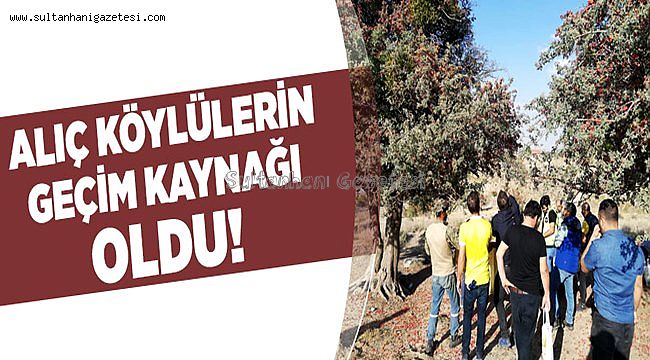 ALIÇ MEYVESİ HASANDAĞI KÖYLERİNİN GEÇİM KAYNAĞI OLDU
