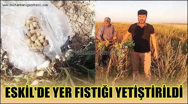 ESKİL İLÇESİNDE YER FISTIĞI YETİŞTİRİLDİ