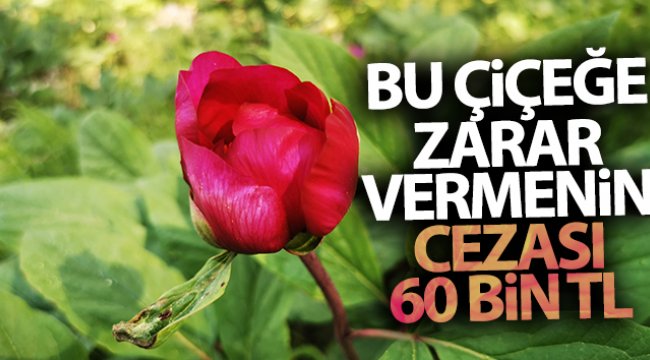 Bu çiçeği koparmak ya da zarar vermenin cezası 60 bin lira