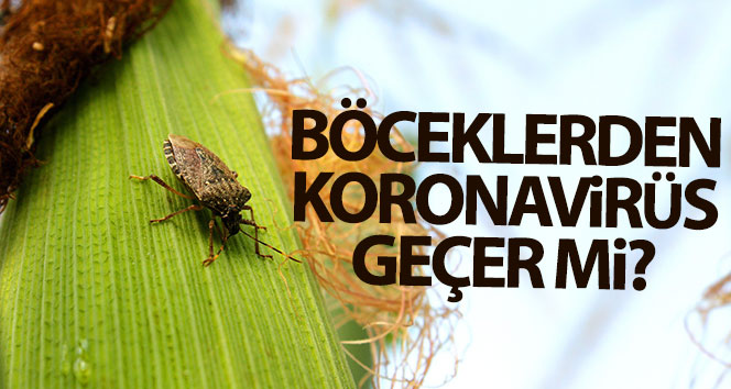 Böceklerden korona virüs geçer mi?