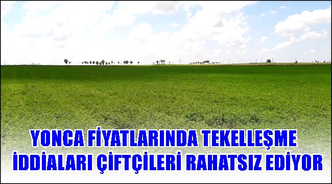 YONCA FİYATLARINDA TEKELLEŞME İDDİALARI ÇİFTÇİLERİ RAHATSIZ EDİYOR