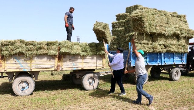 Yarış atlarının yoncası Aksaray&#039;dan