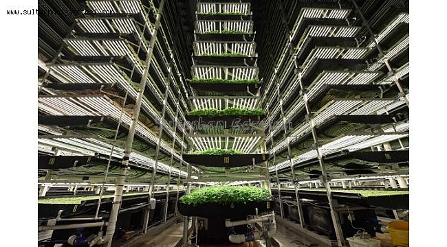 Hedef 1 milyon m2&#039;lik tarım fabrikası kurmak