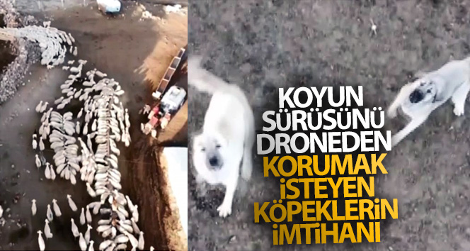 Koyun sürüsünü droneden korumak isteyen çoban köpeklerinin imtihanı