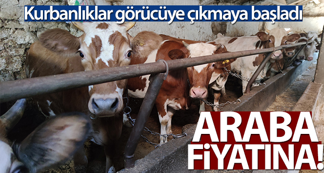 Araba fiyatına kurbanlıklar satışta, 2021 Kurbanlık fiyatları