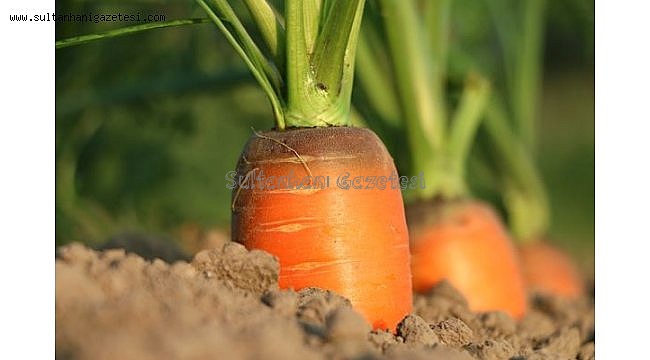 Türkiye&#039;de tarımın geleceği yerli üretimde