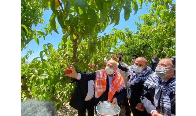 Şeftalide hasat coşkusu
