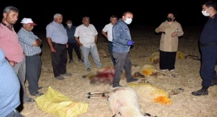 ESKİL İLÇESİNDE İLAÇLI SU İÇTİĞİ TAHMİN EDİLEN 164 KÜÇÜKBAŞ HAYVAN TELEF OLDU