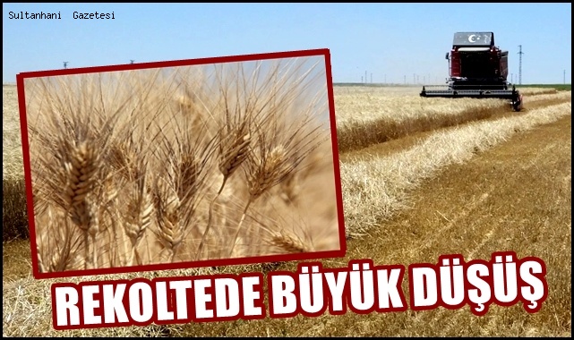 OVADA BUĞDAY REKOLTESİNDE BÜYÜK DÜŞÜŞ YAŞANDI