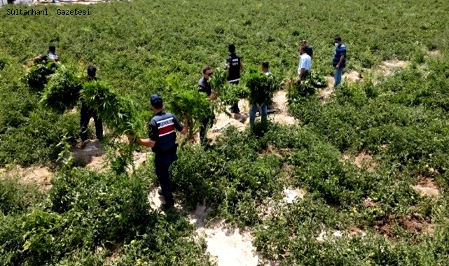 EREĞLİ İLÇESİNDE DOMATES TARLASINDA HİNT KENEVİRİ ELE GEÇİRİLDİ