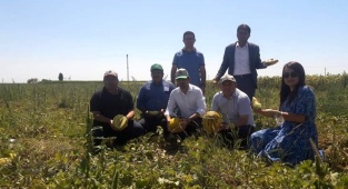 YEŞİLTÖMEK KÖYÜNDE GENİŞ KATILIMLI HASAT