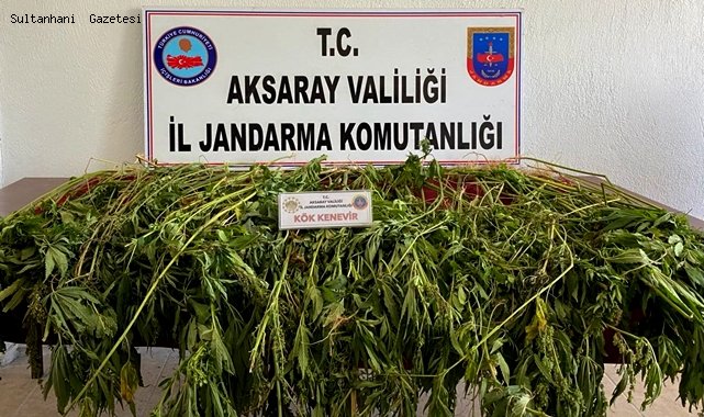 ESKİL İLÇESİNDE EVİNDE KENEVİR YETİŞTİREN ŞAHIS GÖZALTINA ALINDI