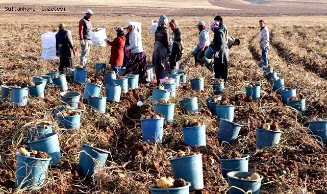 AKSARAY PATATES ÜRETİMİNDE 250 BİN TONLA TÜRKİYE’DE 7.SIRADA
