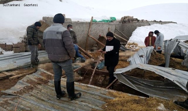 AKSARAY&#039;IN ARMUTLU KÖYÜNDE YOĞUN KARDAN MANDIRA ÇÖKTÜ