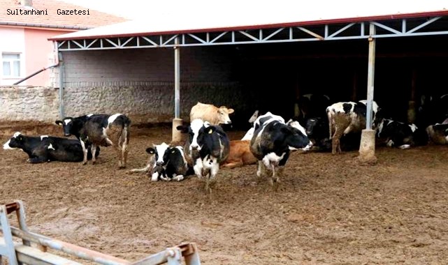 HAYVANCILIKTA 22 MİLYON LİRALIK 257 PROJEYLE AKSARAY TÜRKİYE 2&#039;İNCİSİ