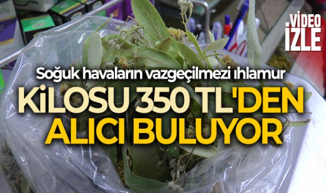 Ihlamurun kilosu 350 TL&#039;den alıcı buluyor