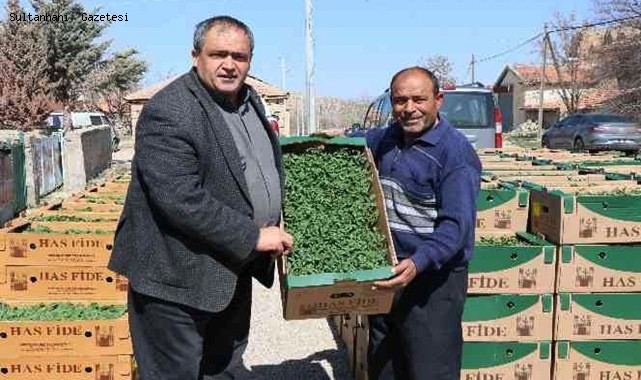 AKSARAY&#039;DA ÜRETİCİLERE 1 MİLYON FİDE DAĞITILDI