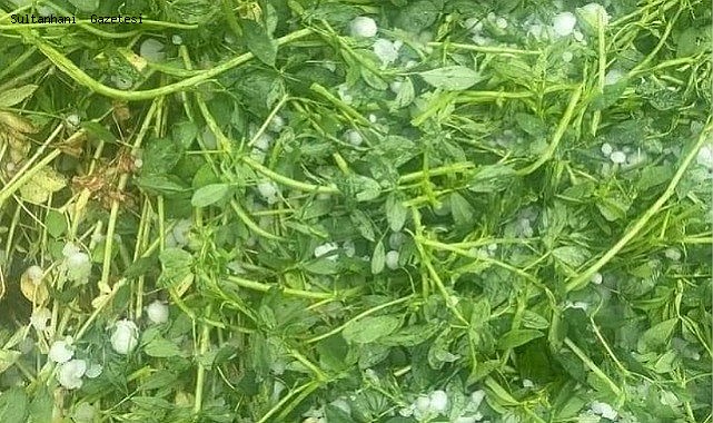 SULTANHANI VE AKSARAY BÖLGESİNDE DOLU YAĞIŞI EKİLİ ALANLARA ZARAR VERDİ