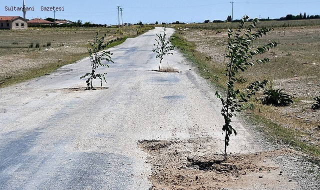 ESKİL İLÇESİNDE BOZUK YOLA TEPKİ İÇİN AĞAÇ DİKTİLER