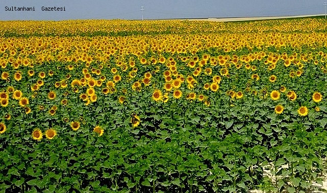 SULTANHANI İLÇESİNDE AYÇİÇEĞİ EKİLİ ALANLARDA ÇAYIR TIRTILI KONTROLLERİ YAPILIYOR