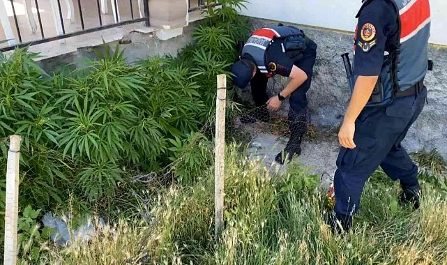AKSARAY&#039;DA 2 KÖYDE UYUŞTURUCU OPERASYONU: 1&#039;İ KADIN 2 GÖZALTI