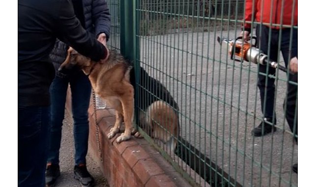 Demir çitlere sıkışan köpeği itfaiye kurtardı