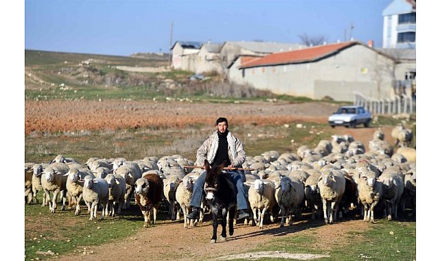 Hayvan yetiştiricilerine eğitim desteği