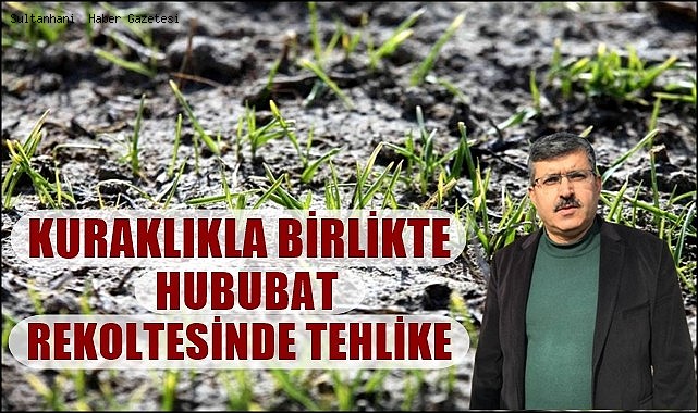 KONYA OVASINDA KURAKLIKLA BİRLİKTE HUBUBAT REKOLTESİNDE TEHLİKE